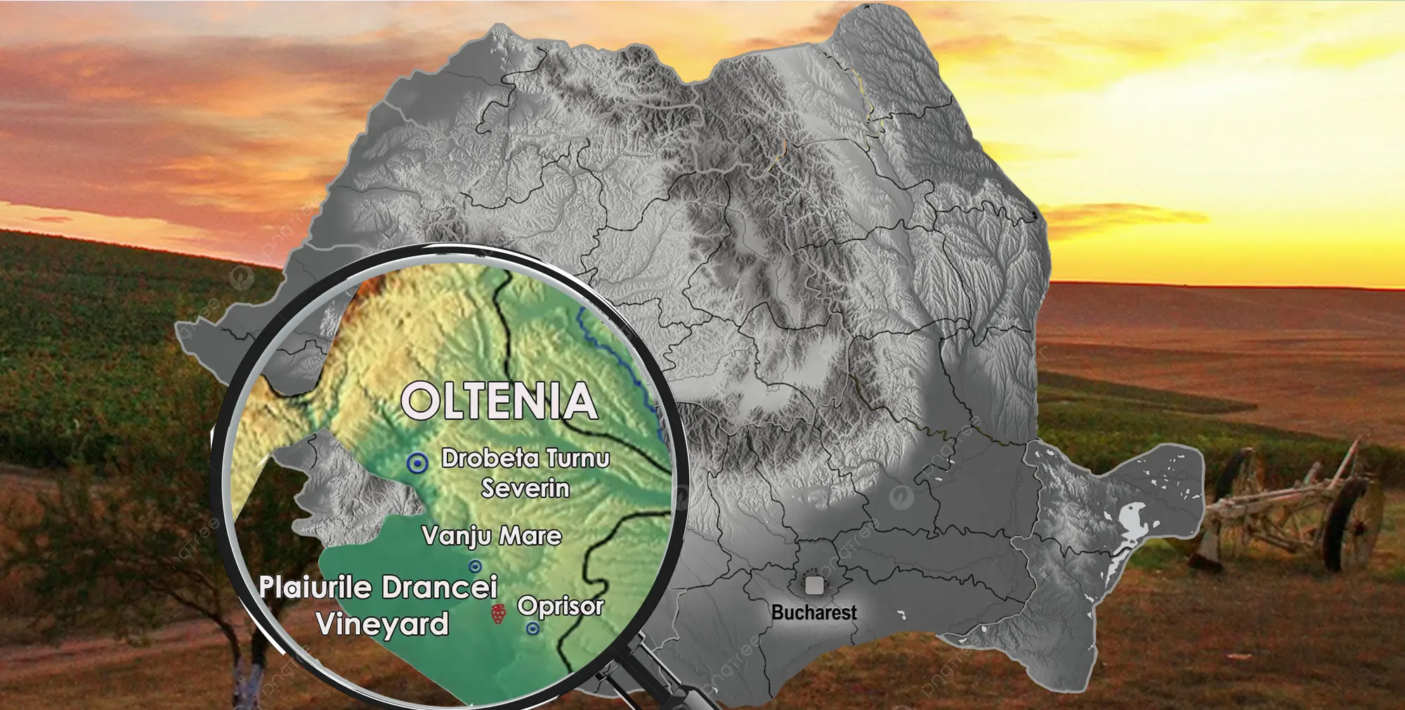 Plaiurile Drancei Vineyard