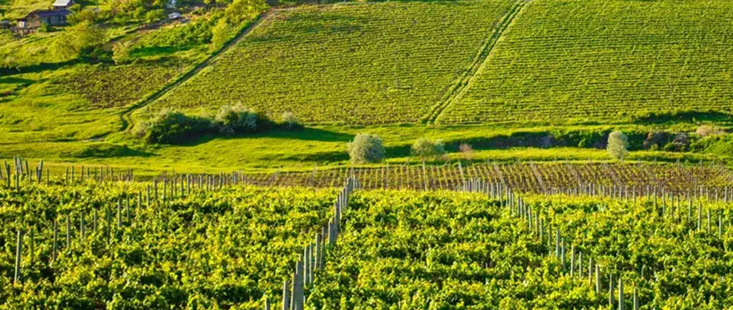 Wines of Romania - Wine Tourism - Cotnari Winery