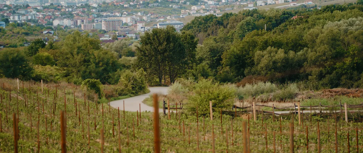 Wines of Romania - Wine Tourism - Gramma Winery