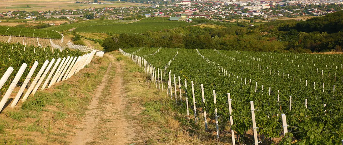 Oltenia Wine Tourism - Via Sandu Winery